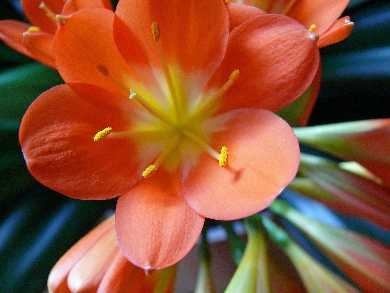 Image - clievie close flower plant blossom