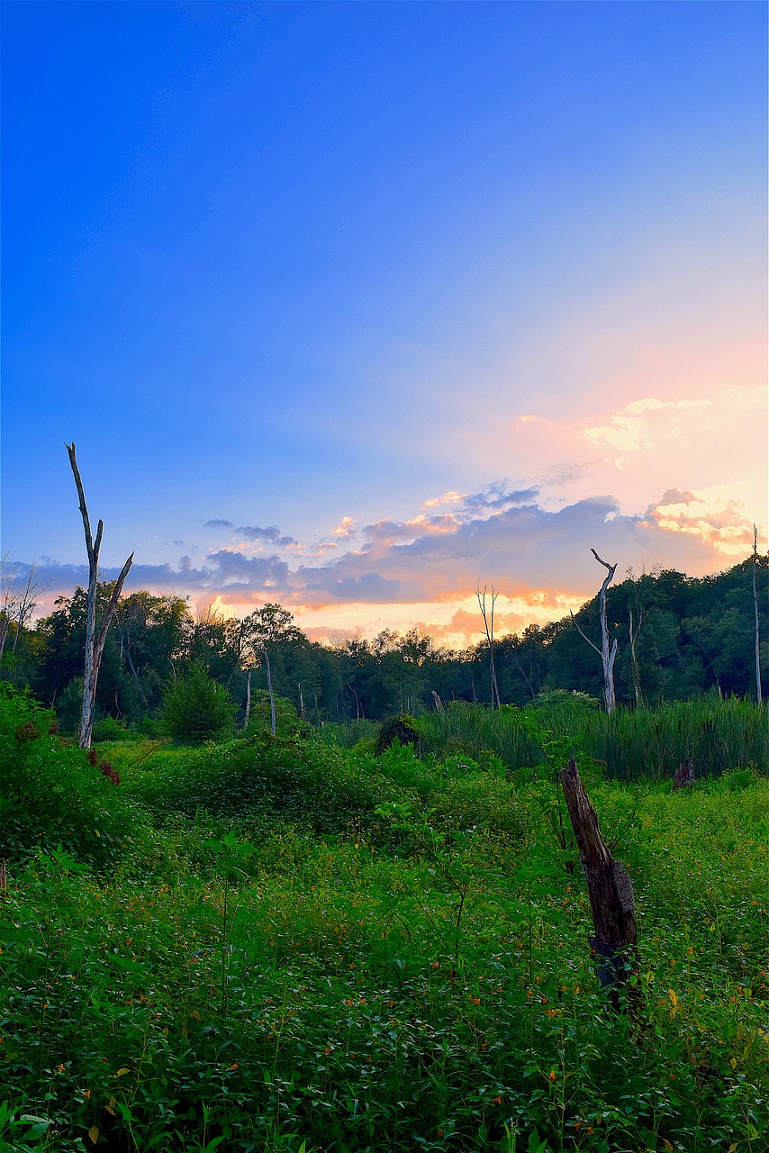 Image - field sunset trees summer nature