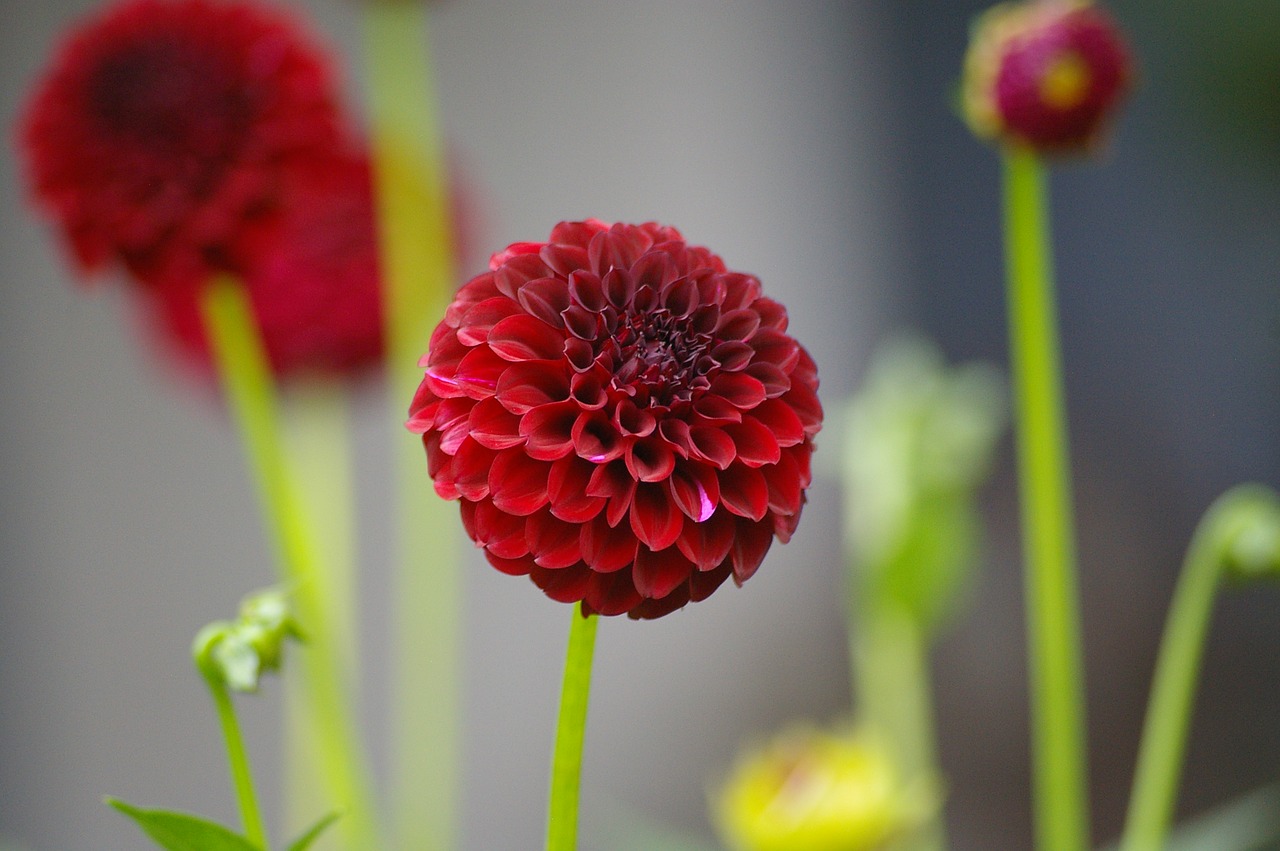 Image - dahlia flower flower garden