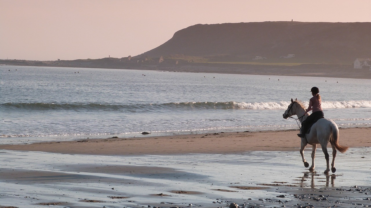 Image - horse beach sand sea nature ocean