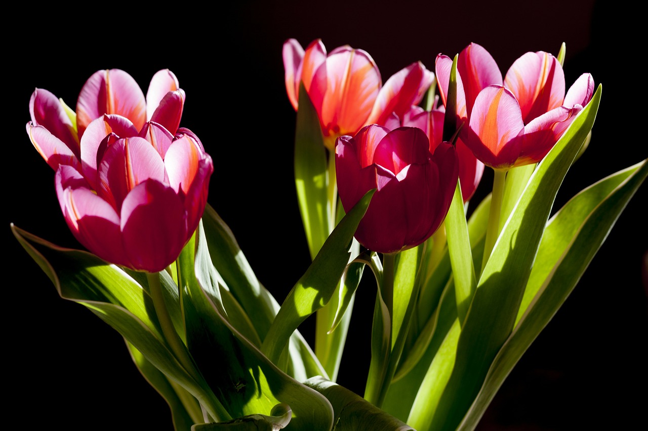 Image - tulips flowers plant beauty green