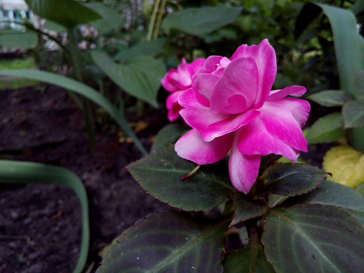 Image - flower flower bed petals gardenia