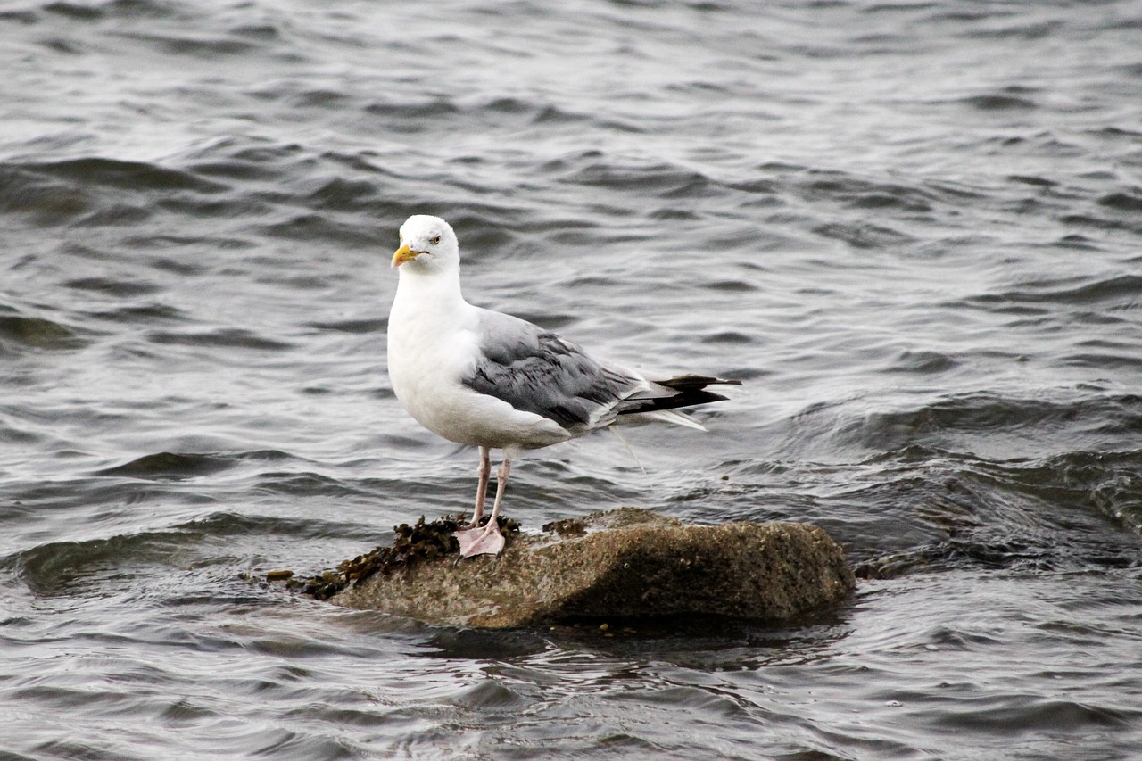 Image - seagull bird ocean atlantic