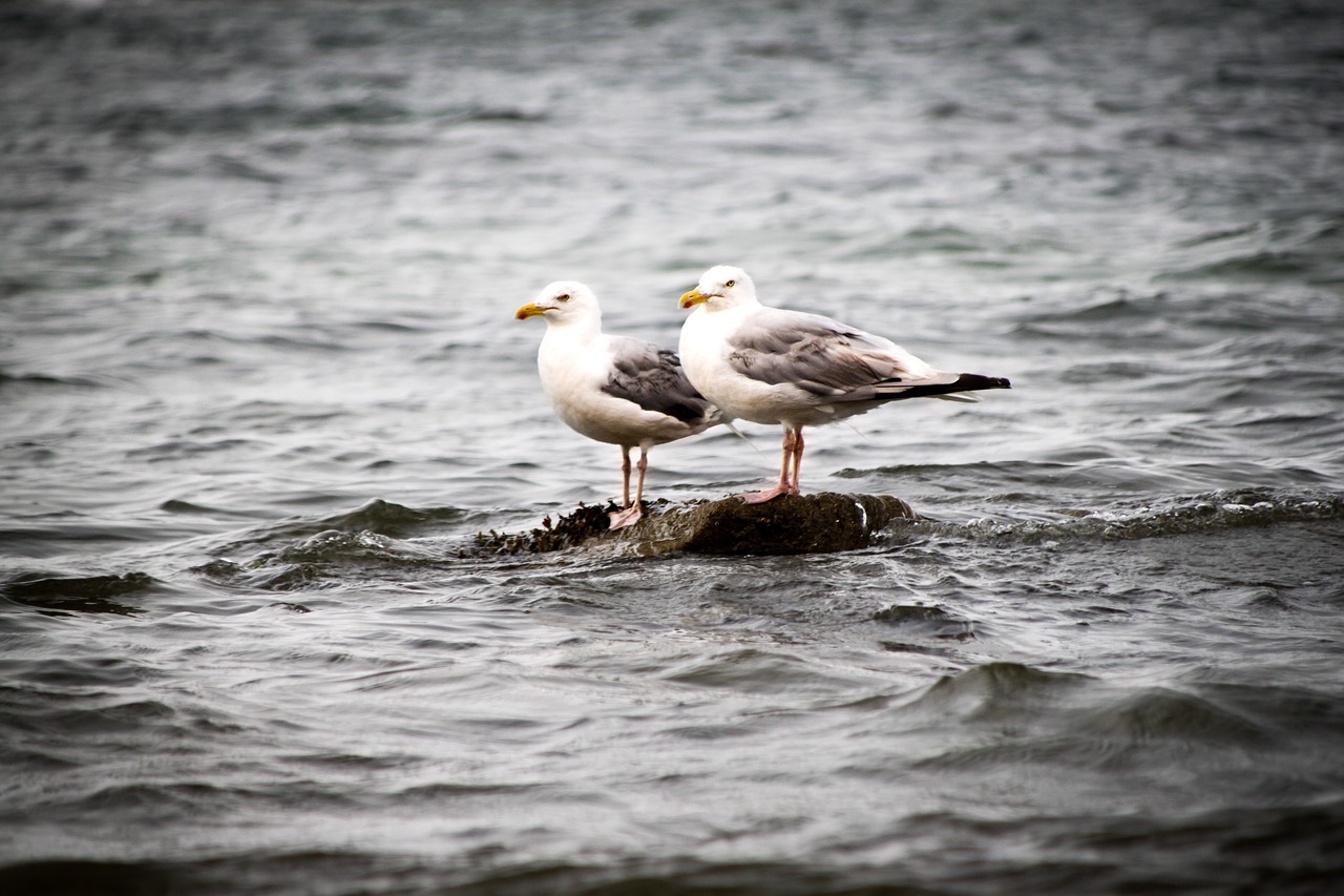 Image - seagulls bird ocean atlantic