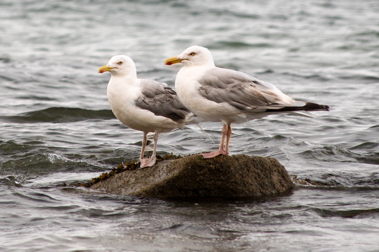 Image - seagulls bird ocean atlantic