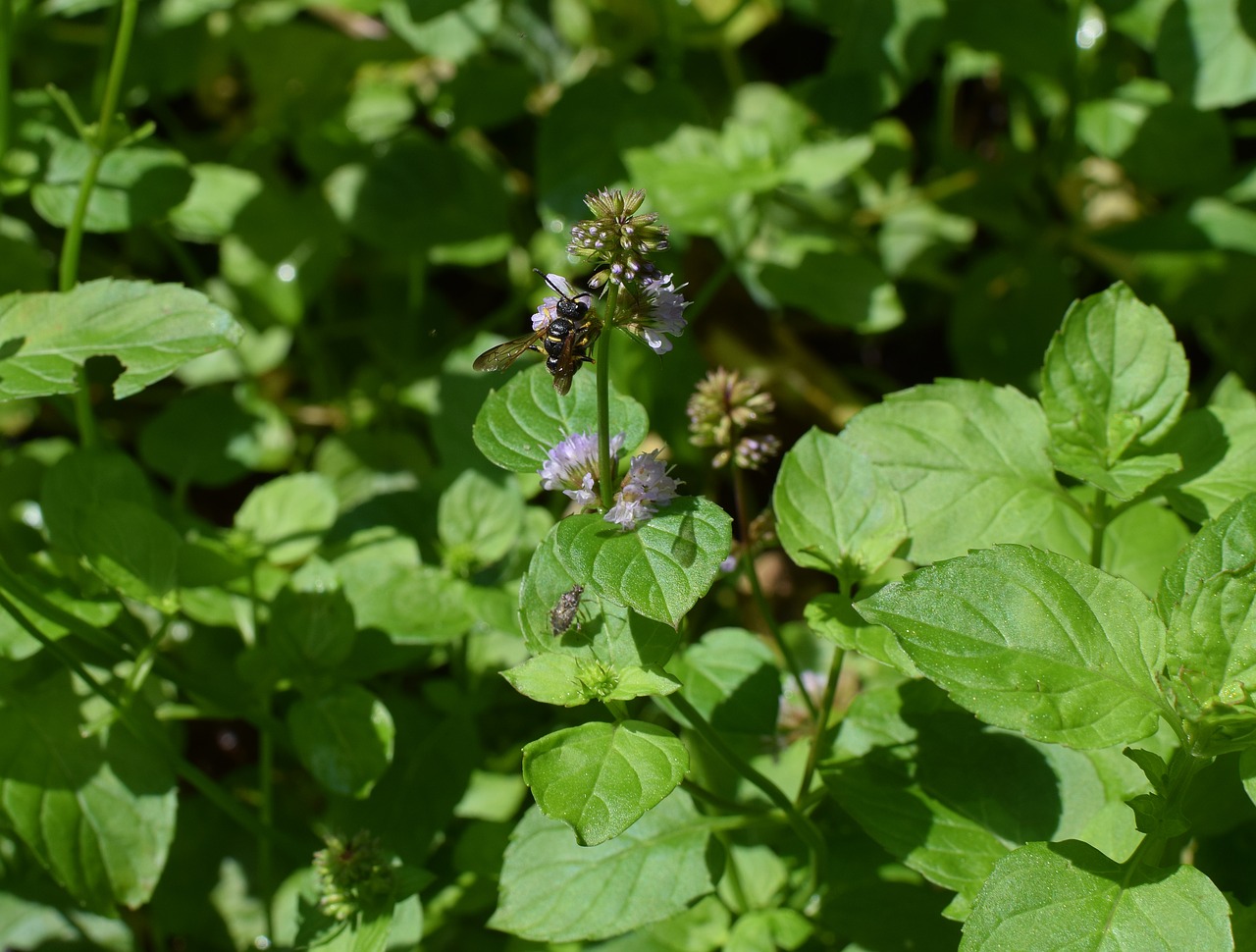 Image - wasp on mint flower wasp