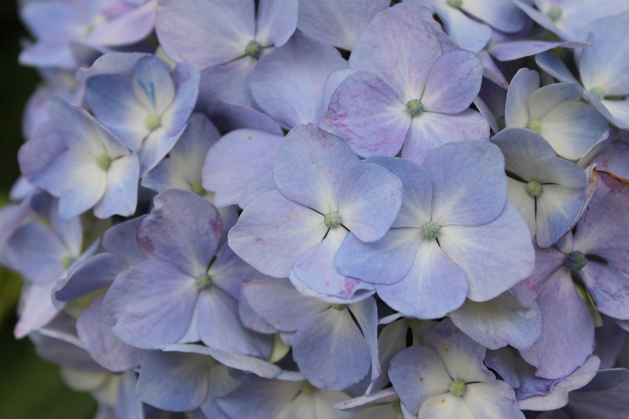Image - hydrangea purple in full bloom
