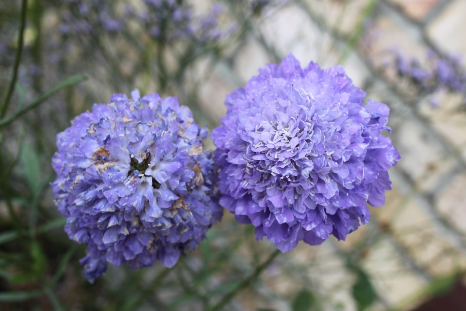 Image - purple flower close up