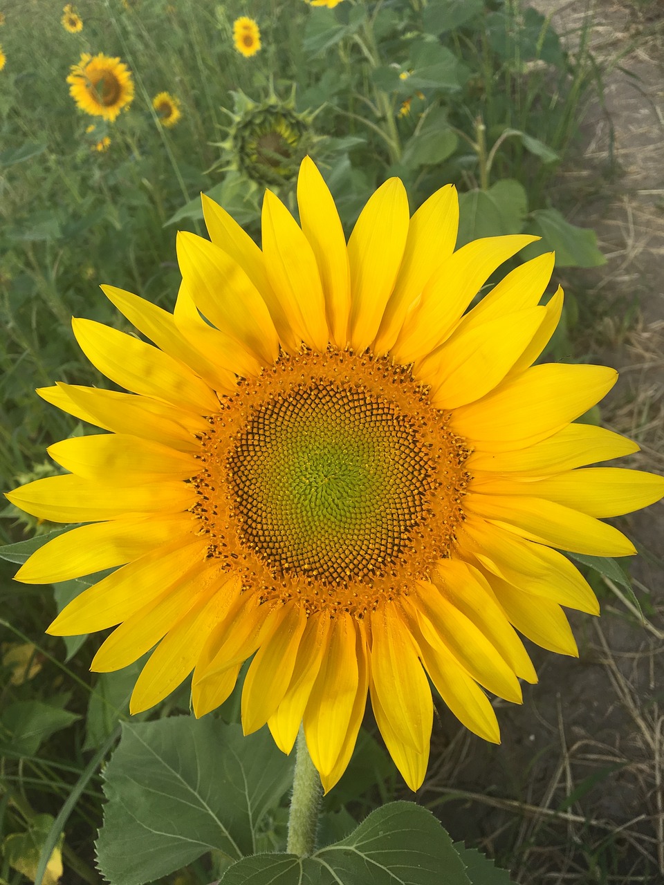 Image - flower sunflower outside nature