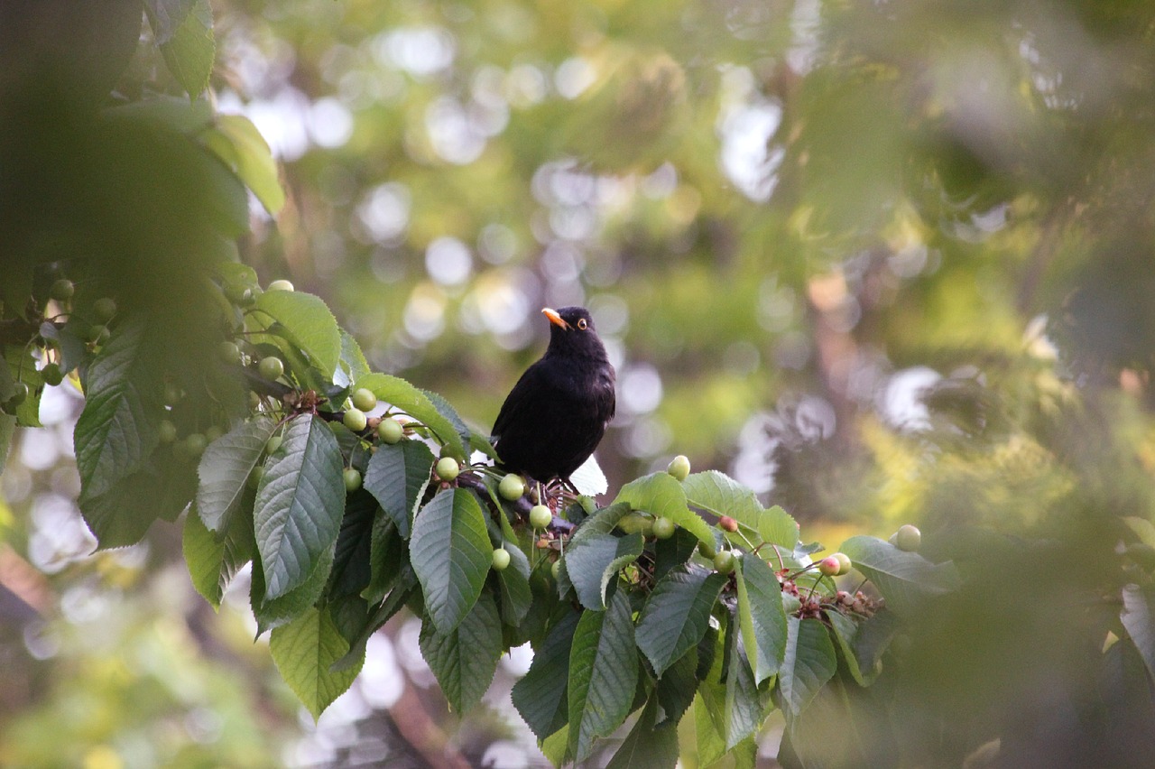 Image - thrush bird songbird singer sit