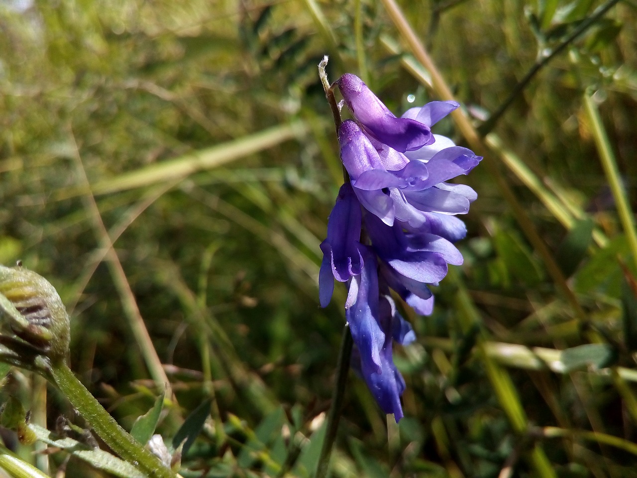 Image - meadow herbs vetch field