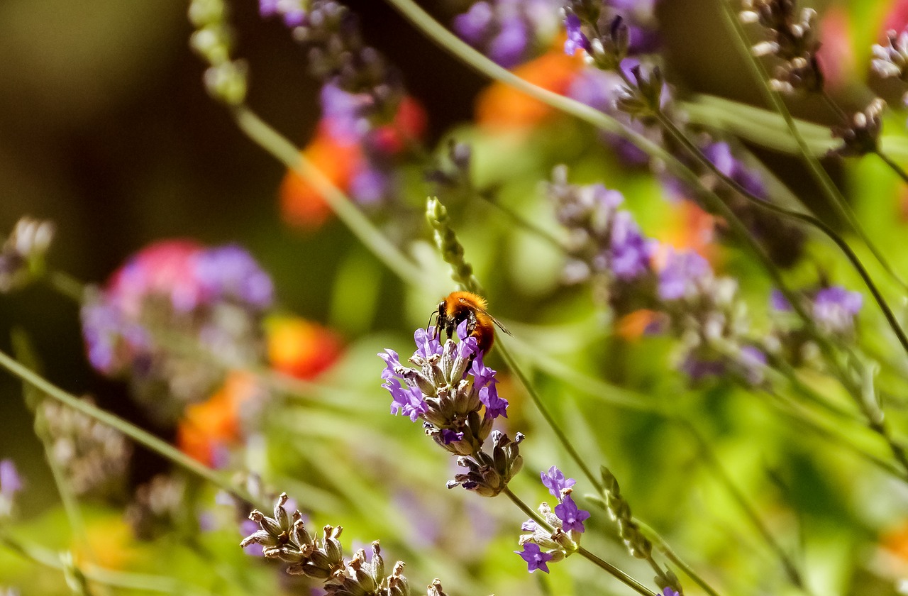 Image - lavender bee apis mellifera insects