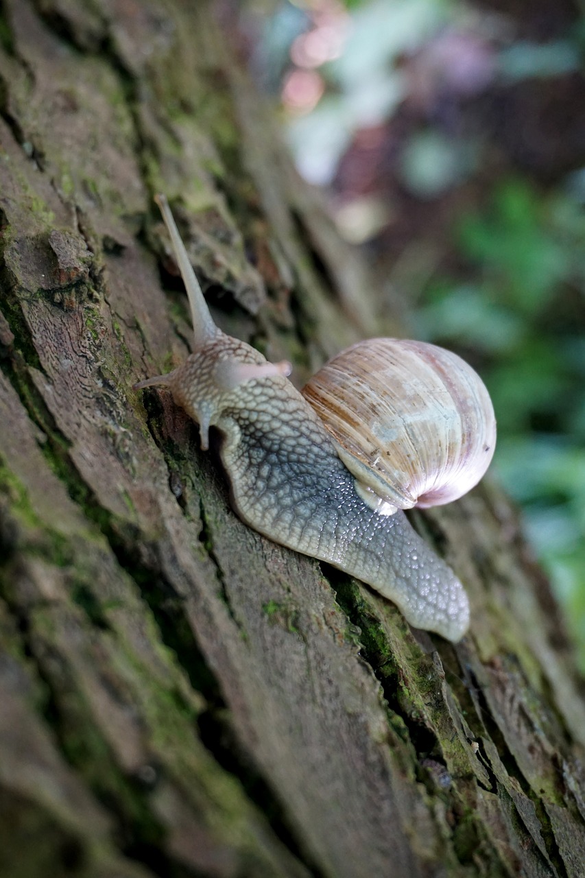 Image - snail tree bark shell nature