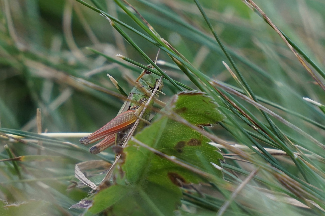 Image - grasshopper orthoptera europe grass