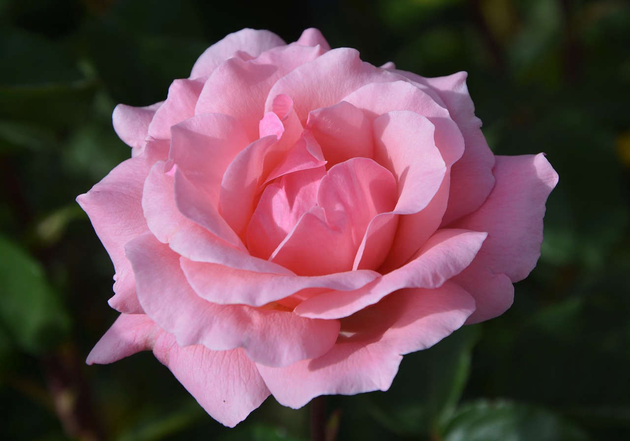 Image - pink color pink rosebush