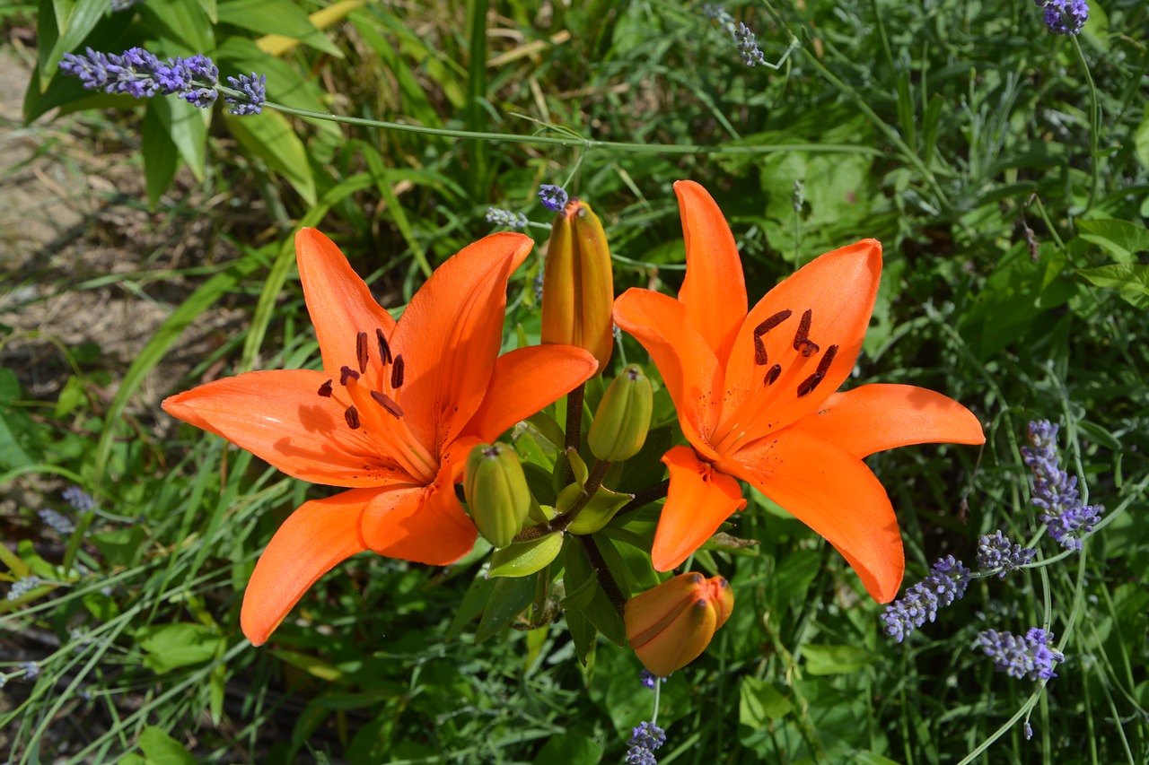 Image - flowers color orange sweetness