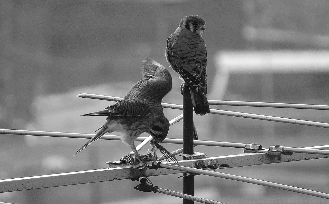 Image - image black and white ave