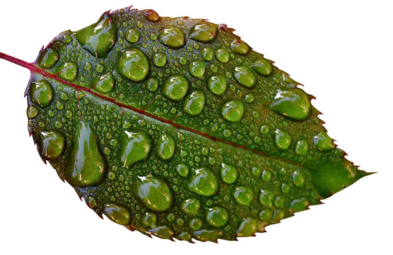 Image - rosenblatt drip raindrop wet