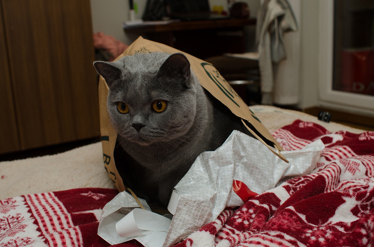Image - animal cat thinking cat gray cat
