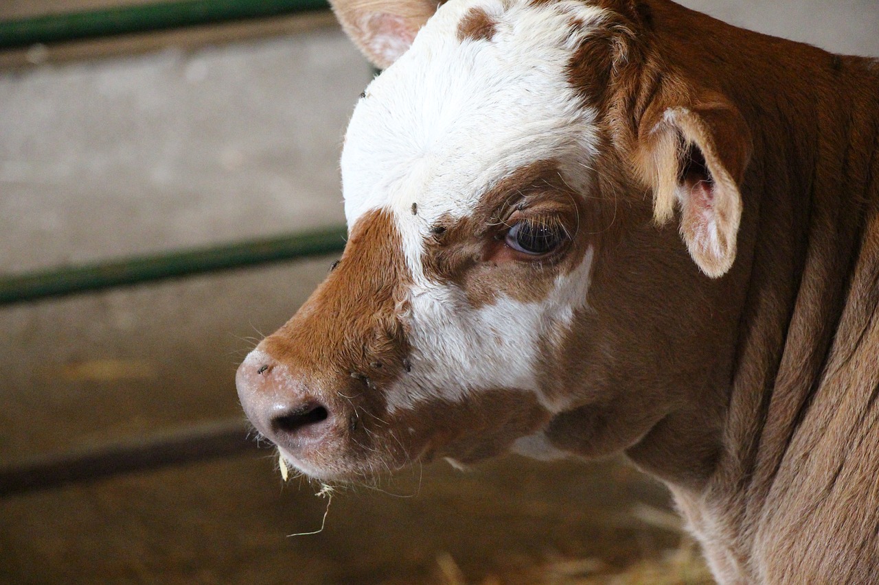 Image - cow calf farm animal nature milk