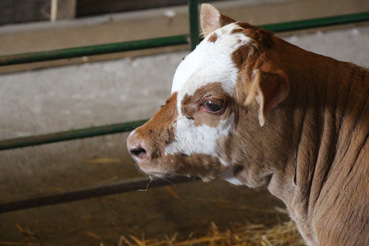 Image - cow calf head cattle farm animal