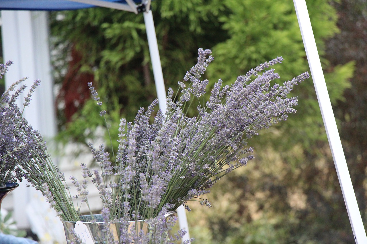 Image - lavender country table flower