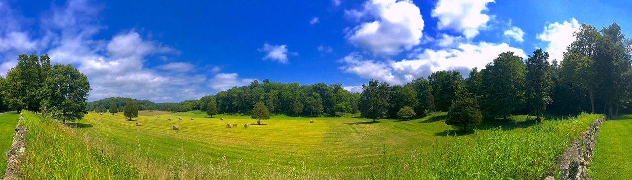 Image - field trees sunny summer green