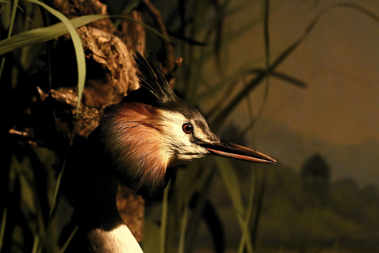 Image - great crested grebe water bird bill