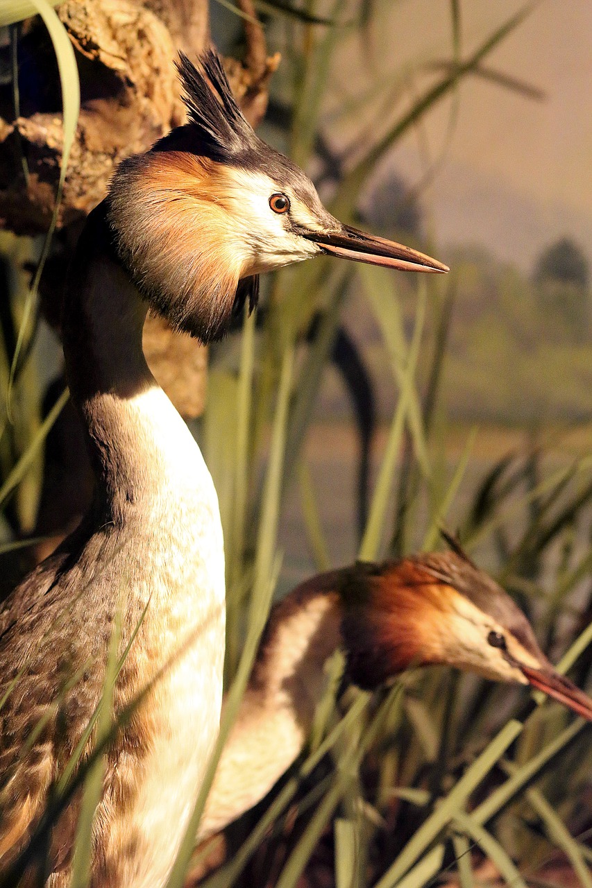 Image - great crested grebe water bird bill