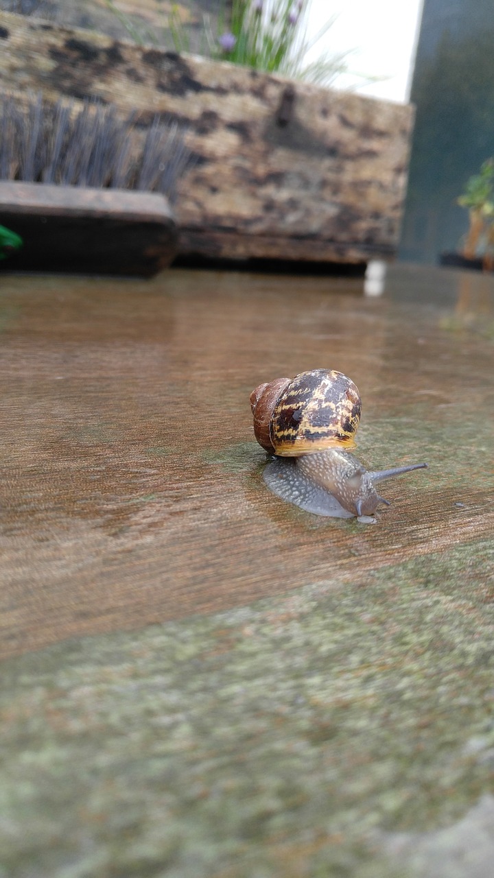 Image - little snail garden rainy day snail