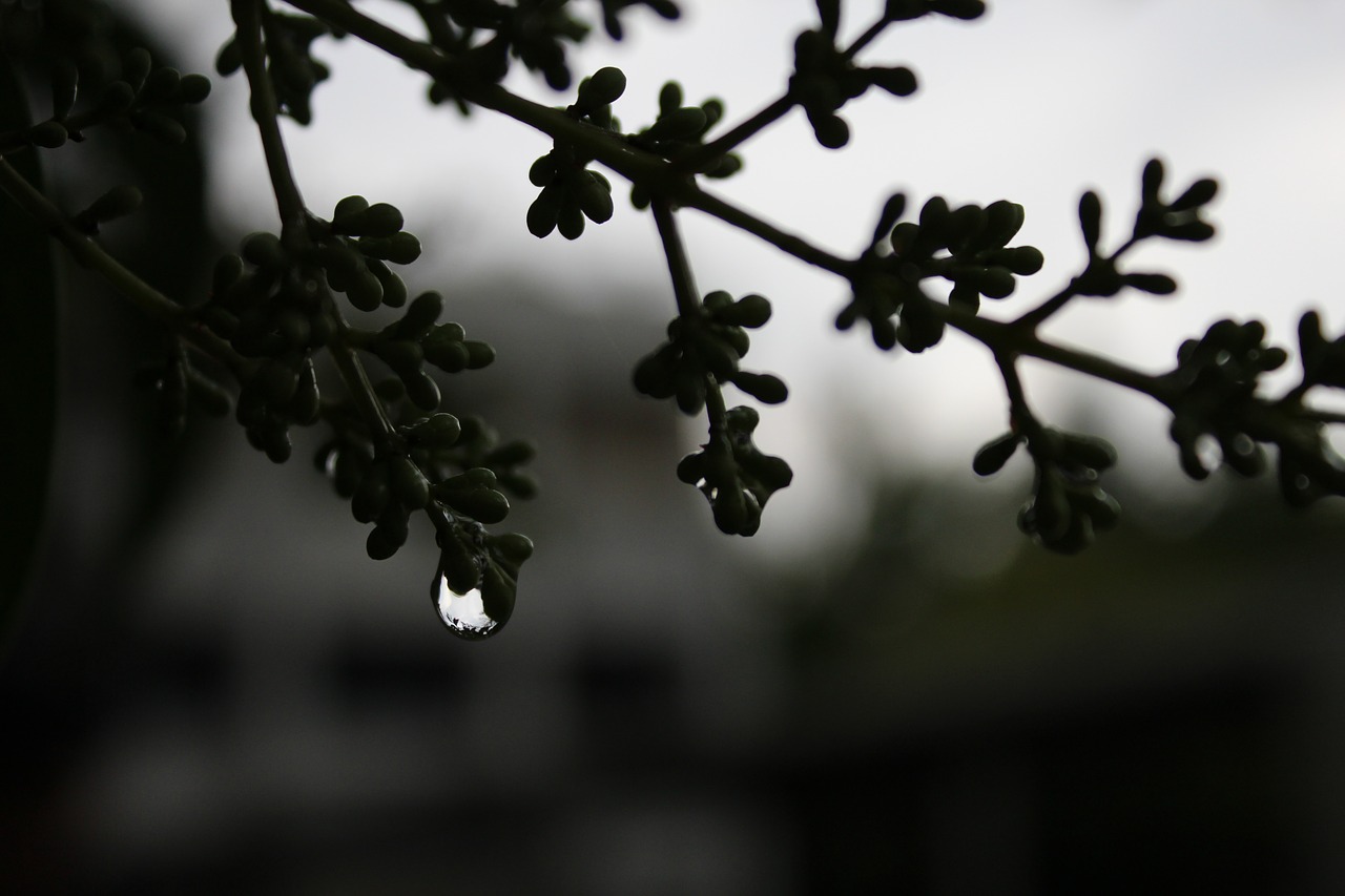 Image - dark drop water drop gloomy branch