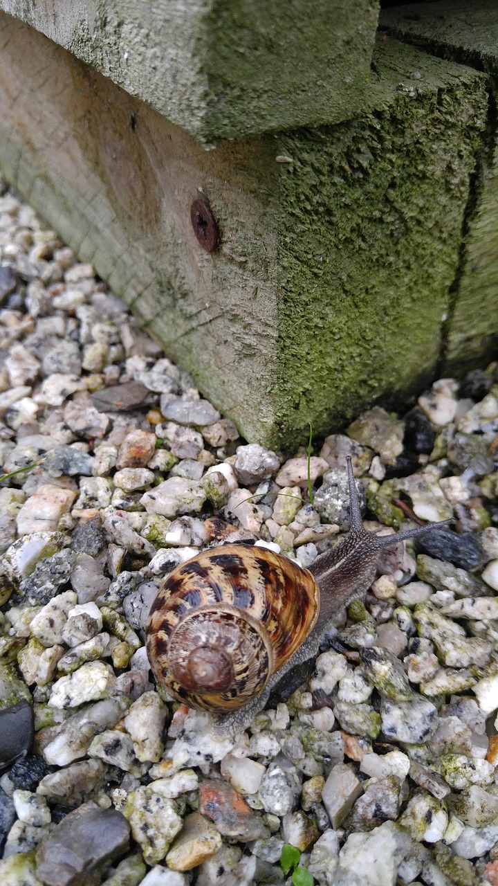 Image - stones wood snail colors texture