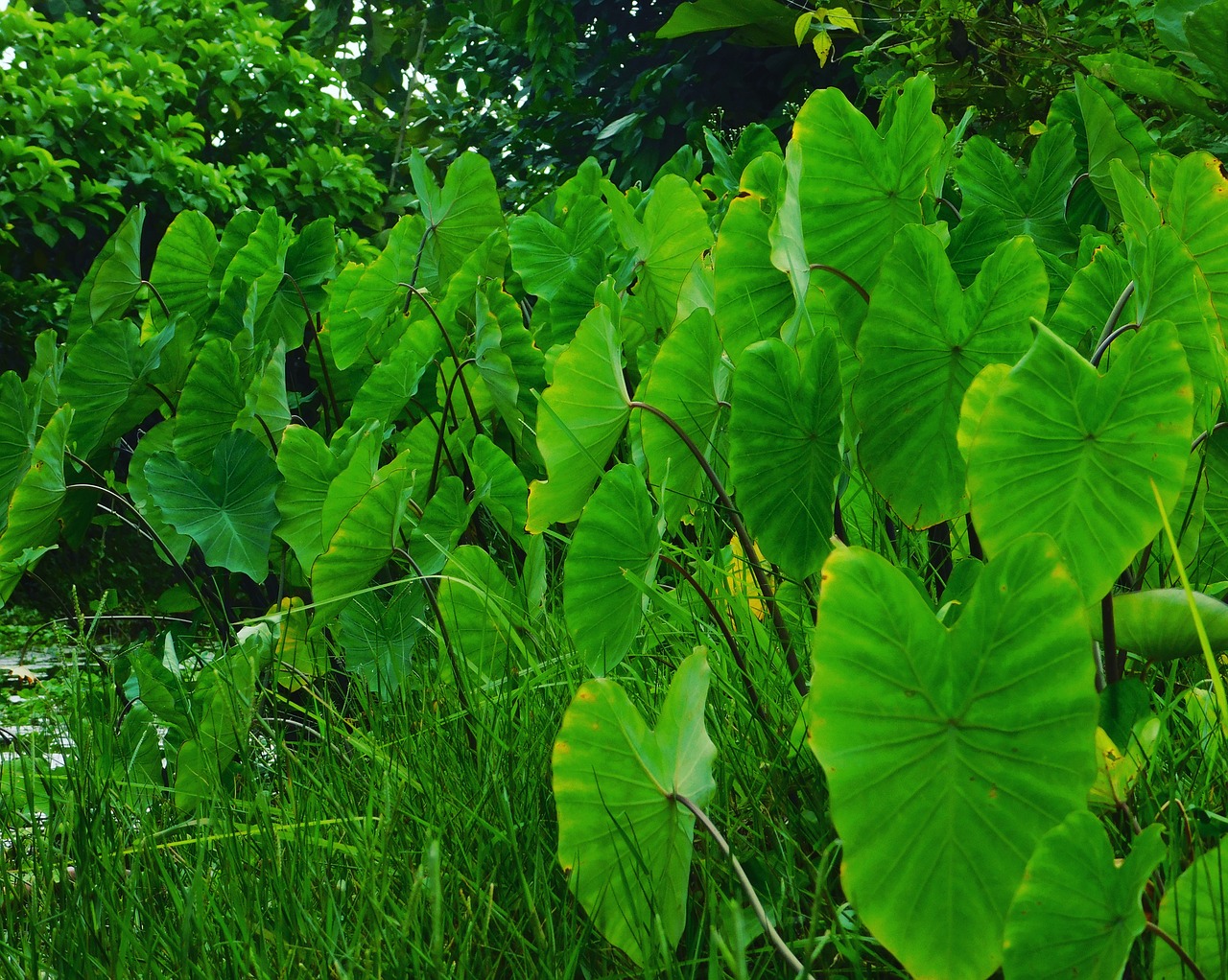 Image - louts plants green water plants