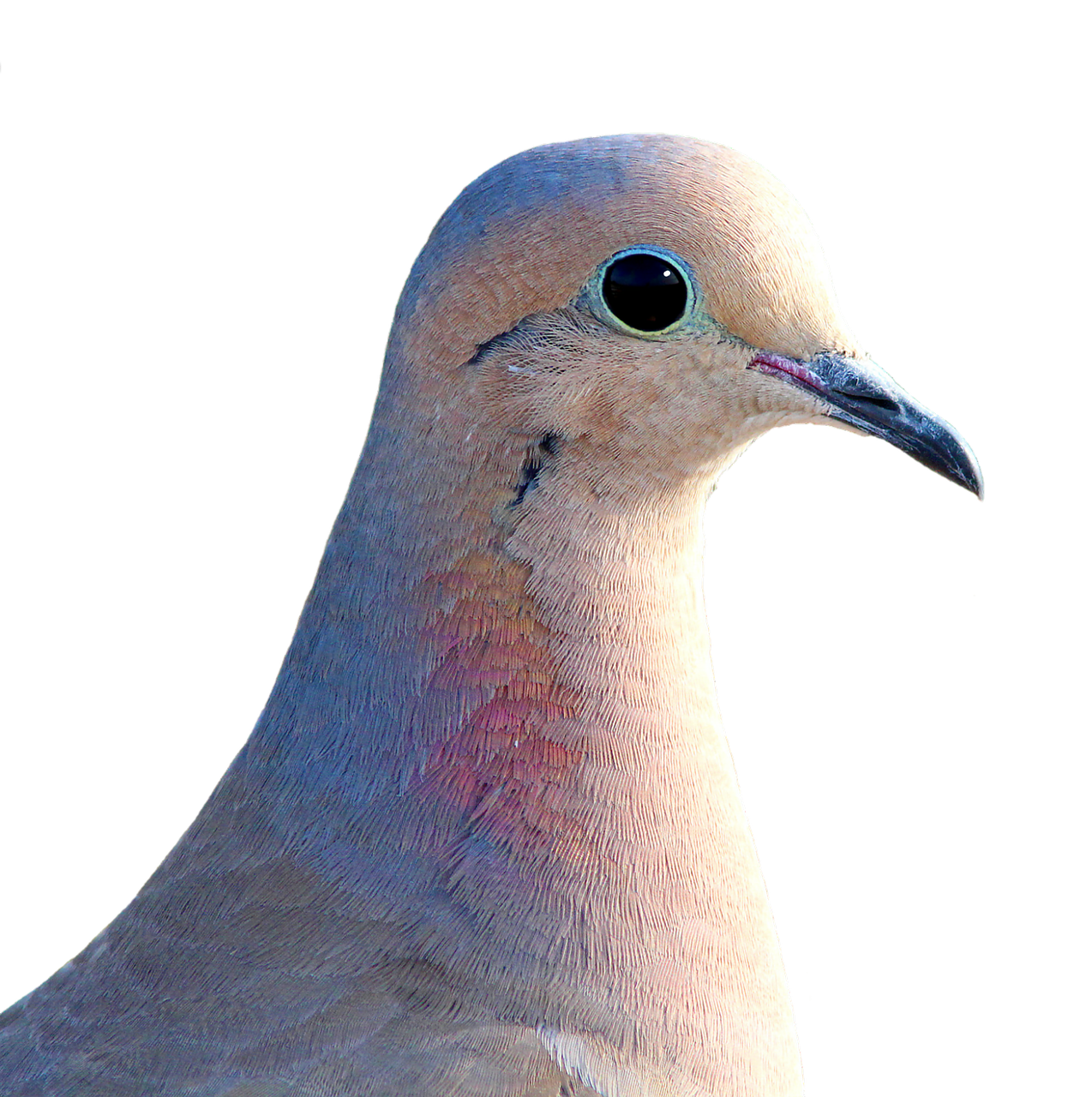 Image - dove city pigeon collared bird