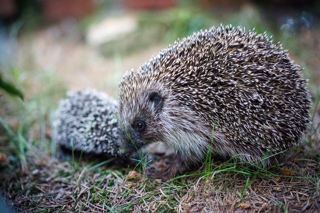 Image - animal porcupine cute porcupine