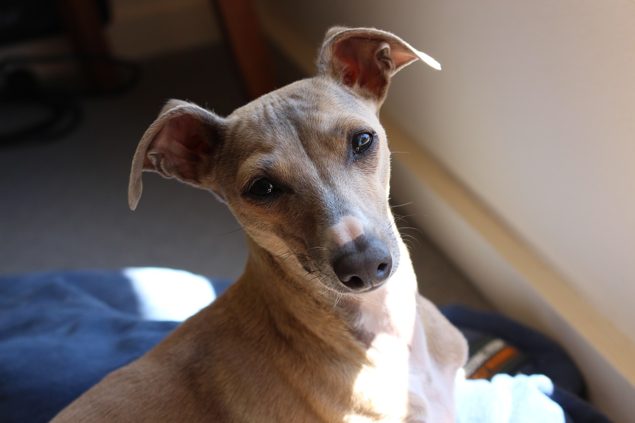 Image - dog italian greyhound greyhound