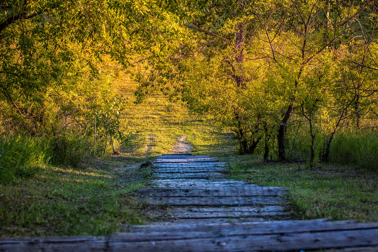 Image - nature steps forest park way