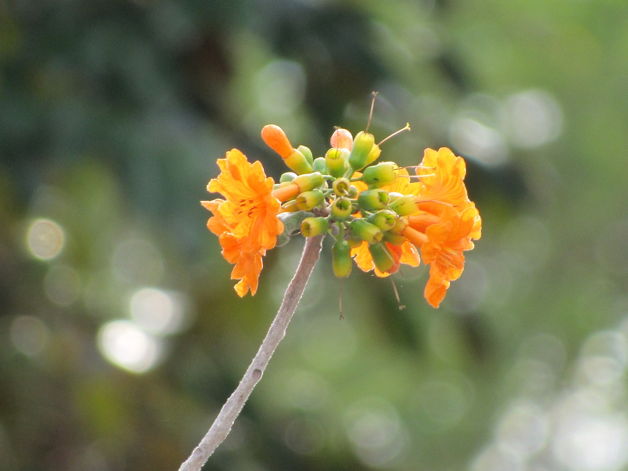 Image - cordia dodecandra flower ciricote