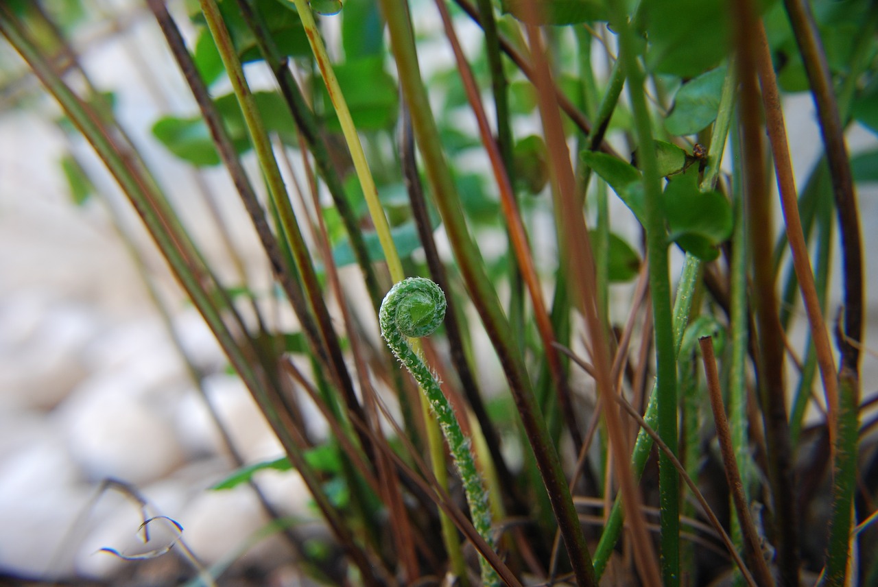 Image - fern plant green macro leaf