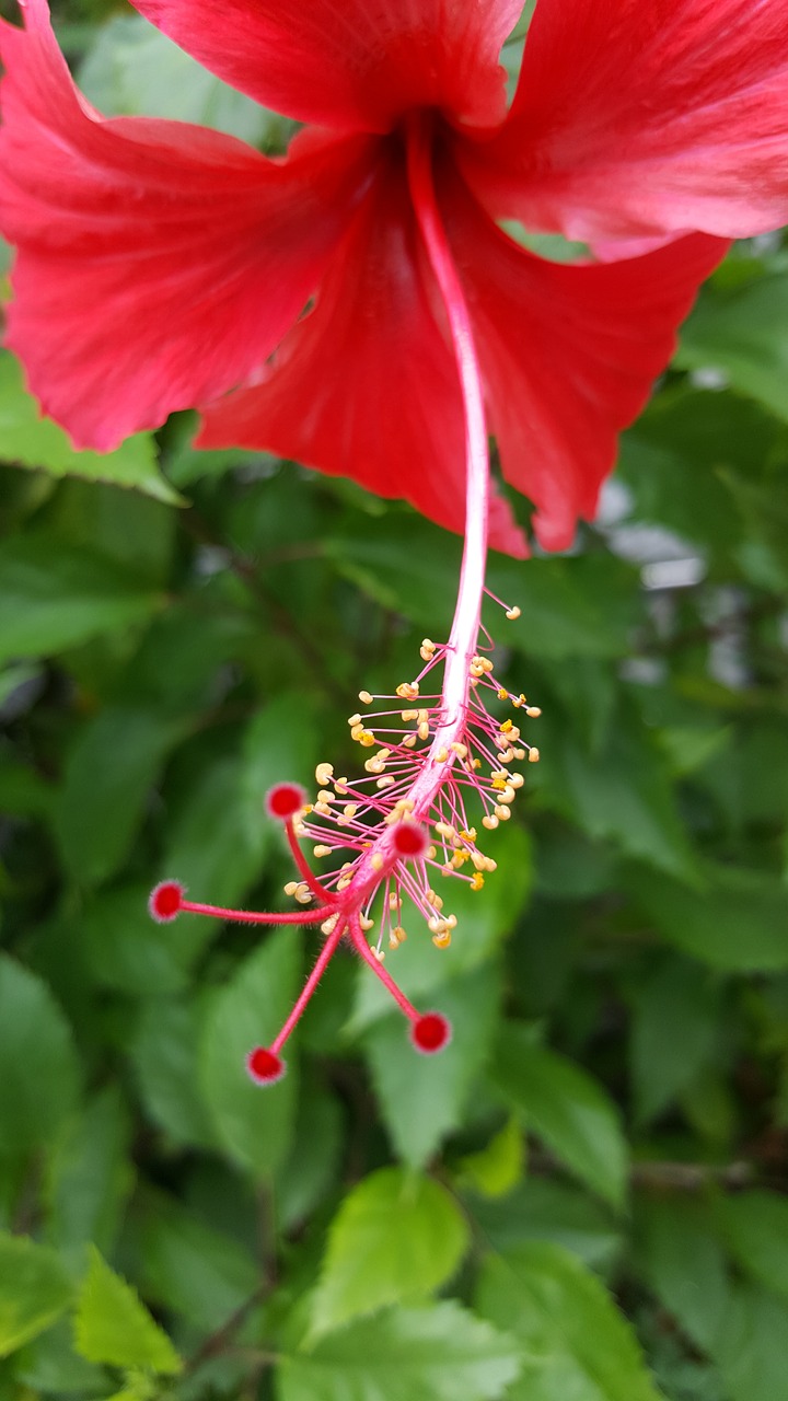 Image - hibiscus red flora flower nature
