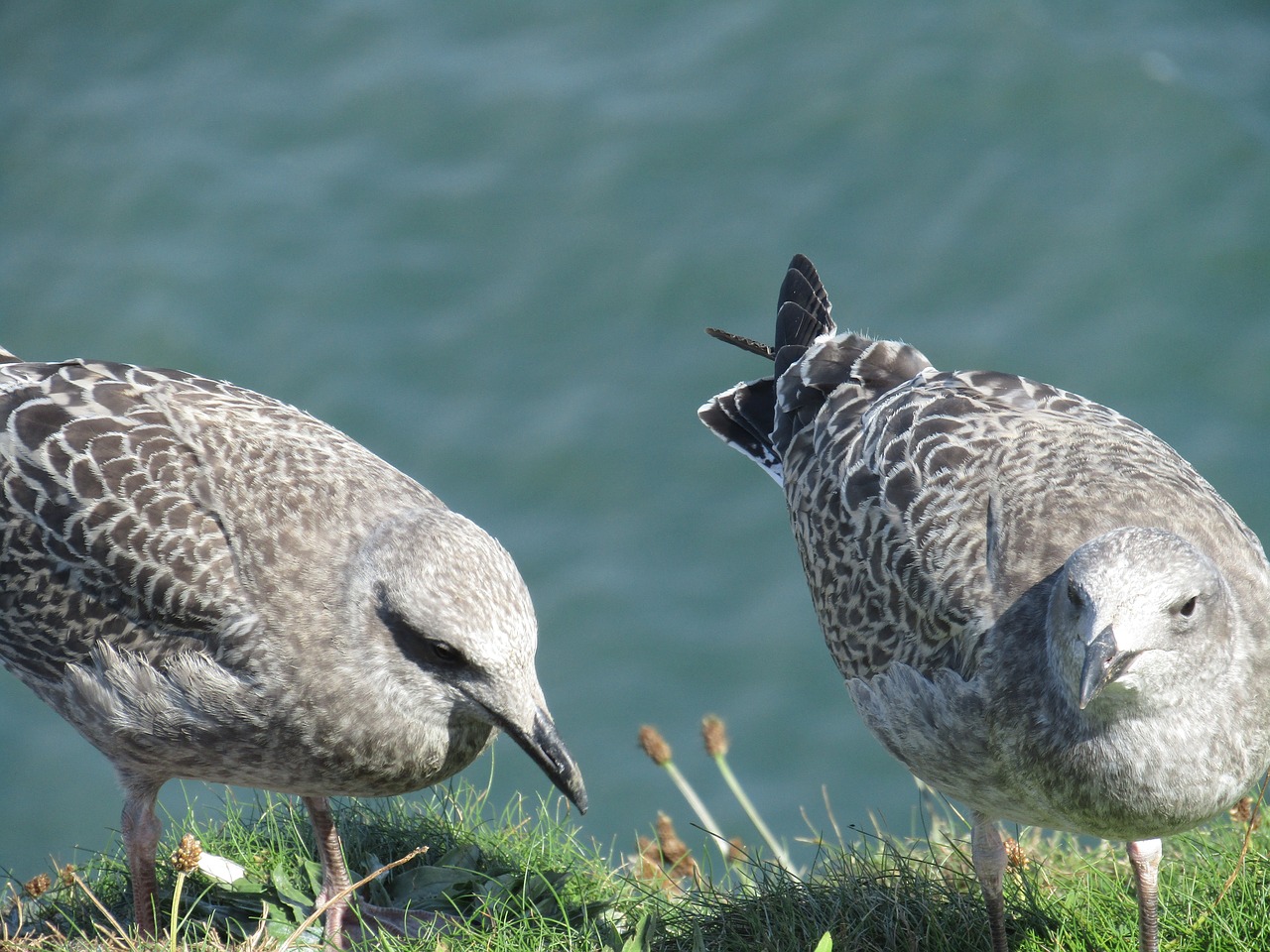 Image - seagull chick bird animal gull