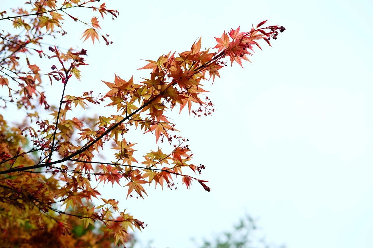 Image - acer palmatum maple red leaves