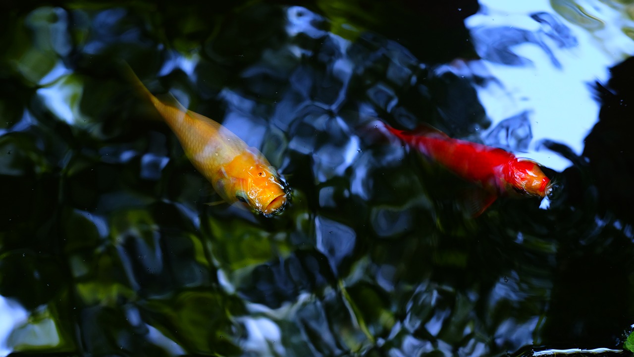 Image - pond carp fish wave