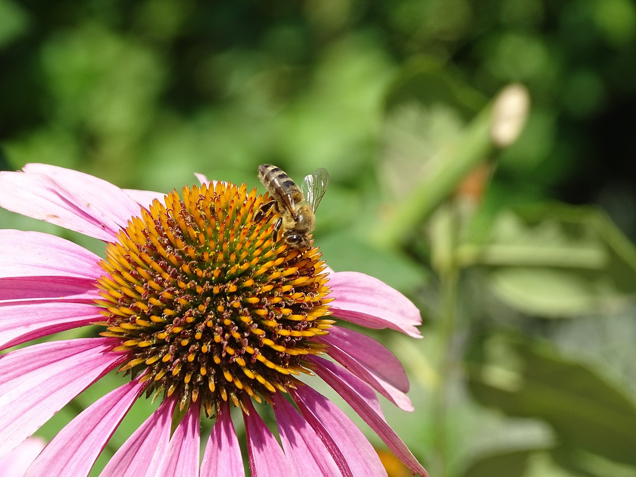 Image - bee echinacea green nature flower