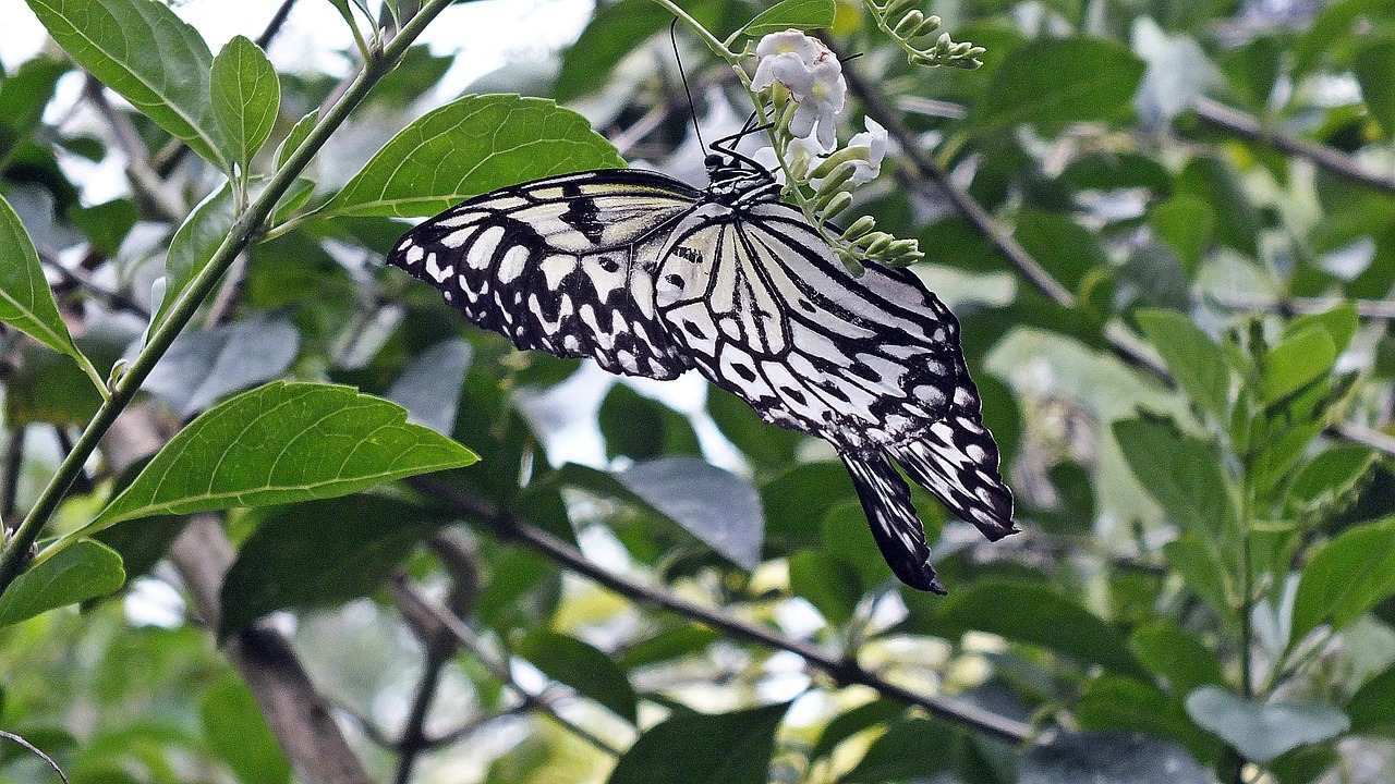 Image - butterfly black white bohol