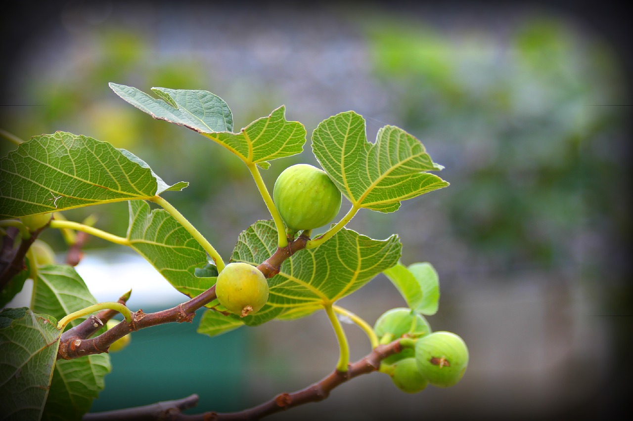 Image - fig tree figa sheet tree branch