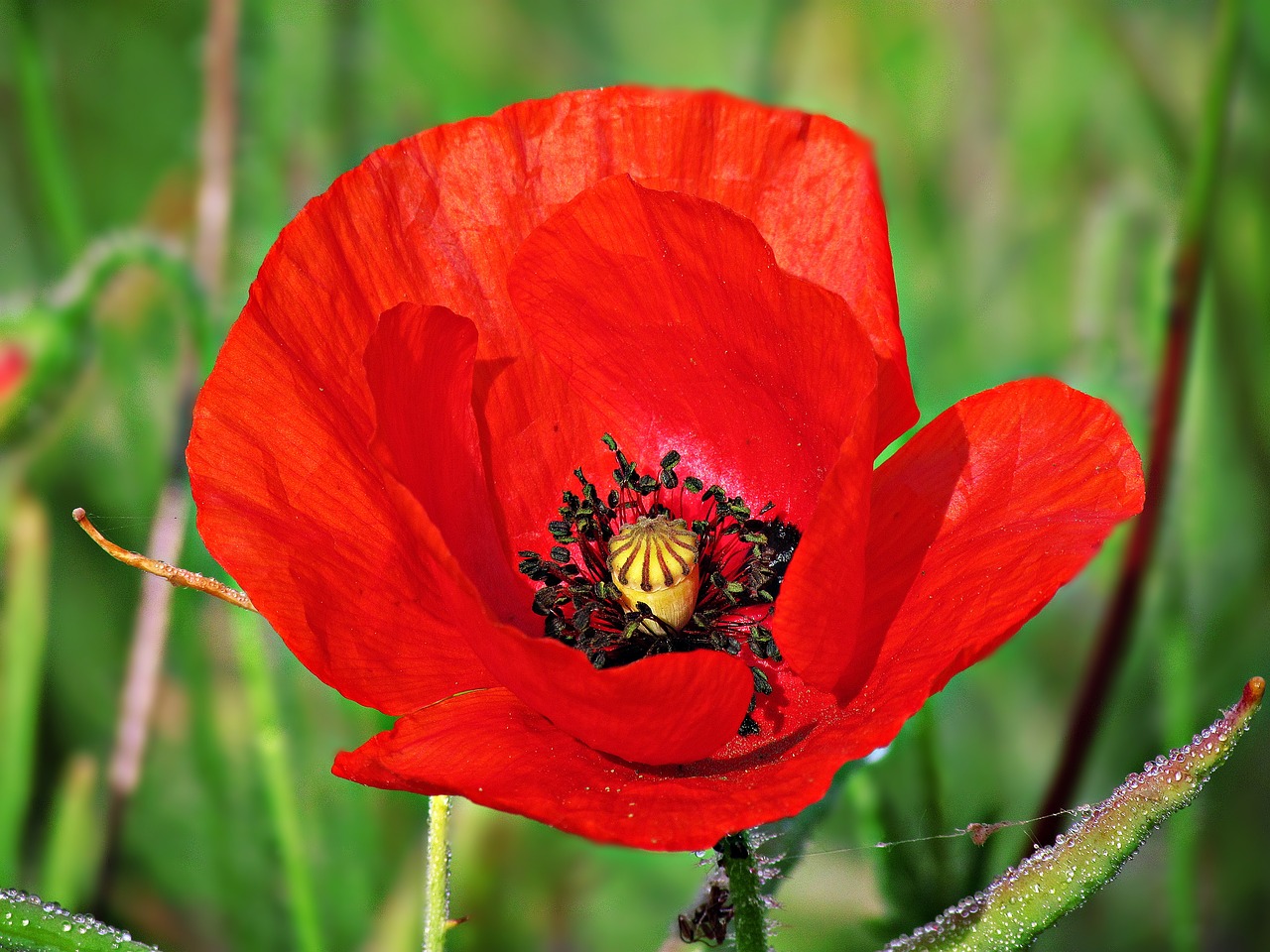 Image - poppy poppies flower daisy flowers