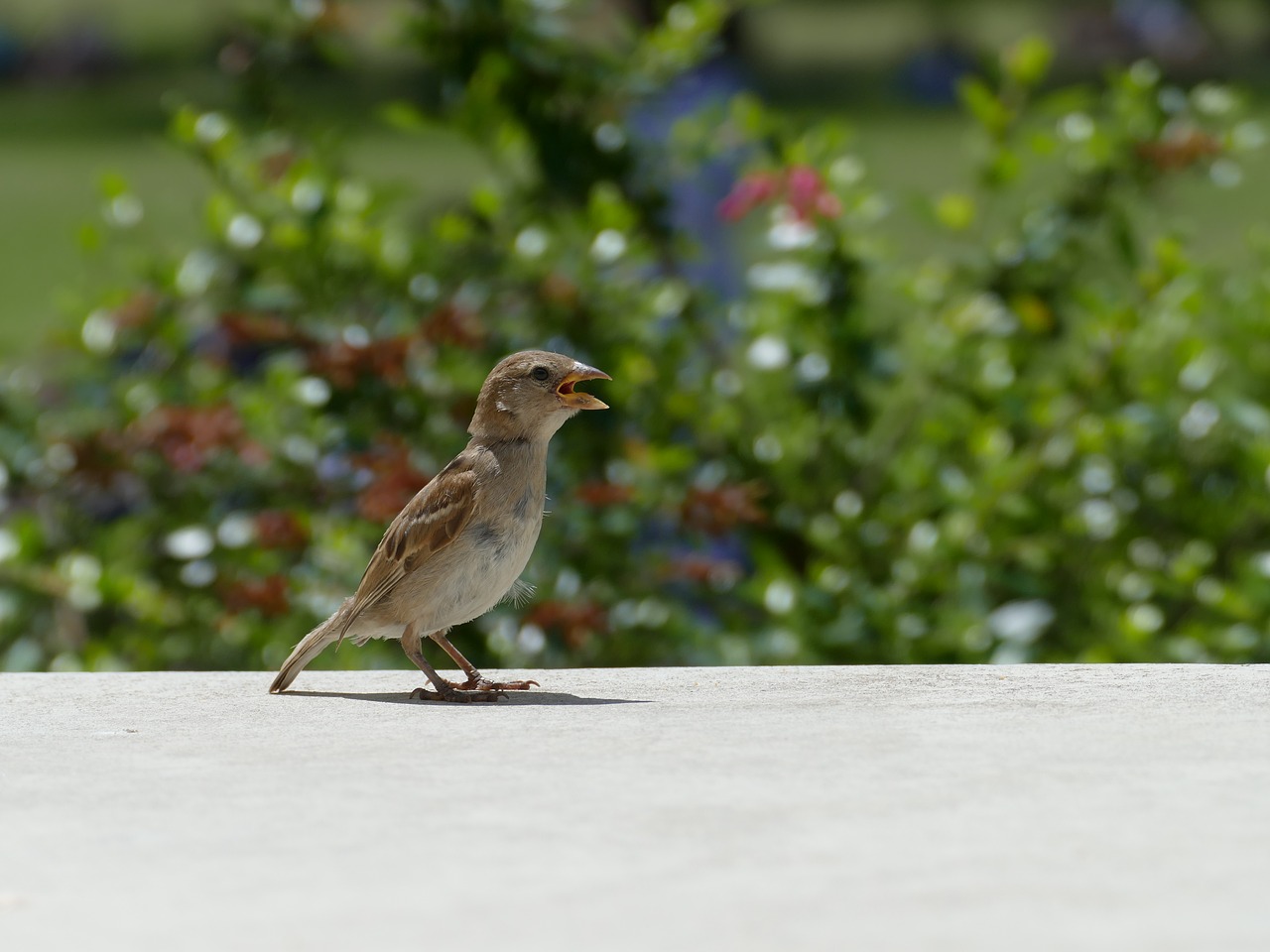 Image - hungry bird lisbonne