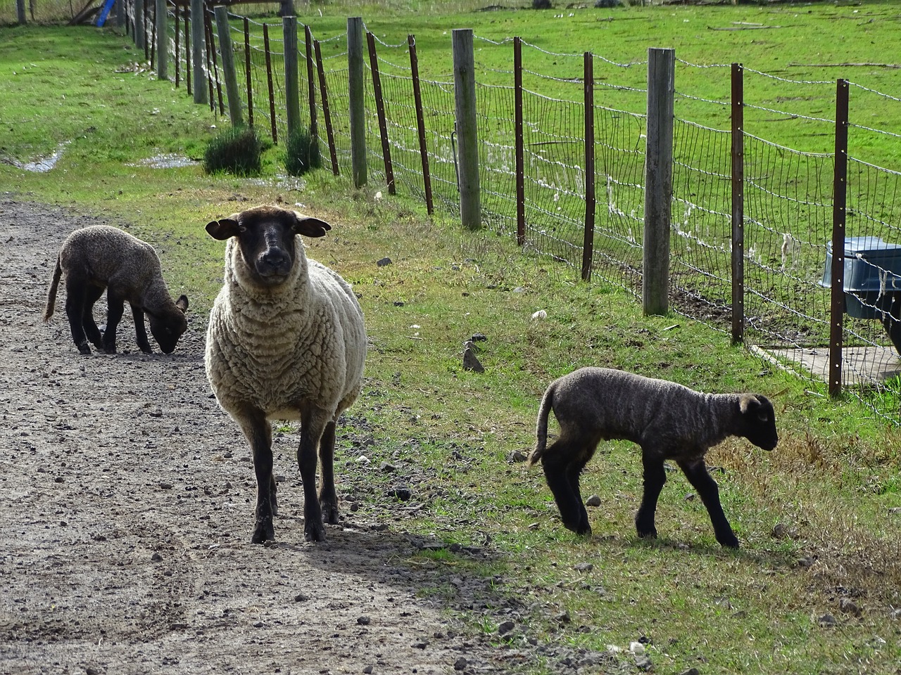 Image - sheep livestock fleece lamb wool