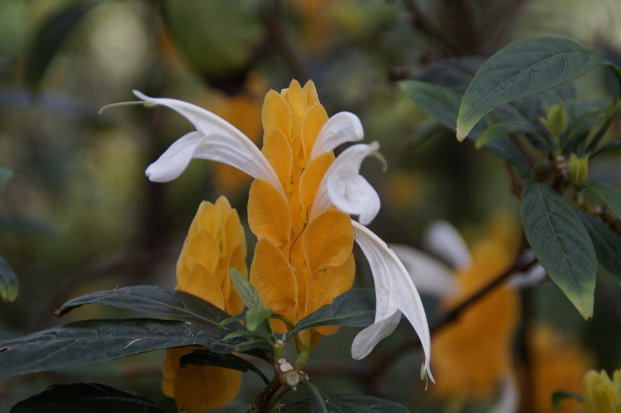 Image - yellow thick ear pachystachys lutea